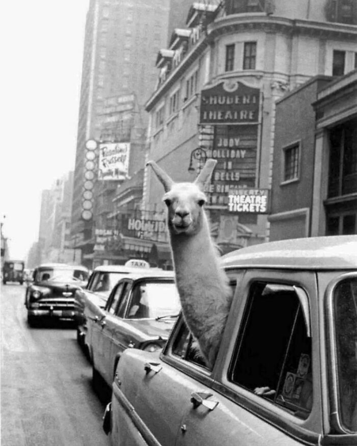 35 Selected Best Images Of Animals, As Shared By This Instagram Page