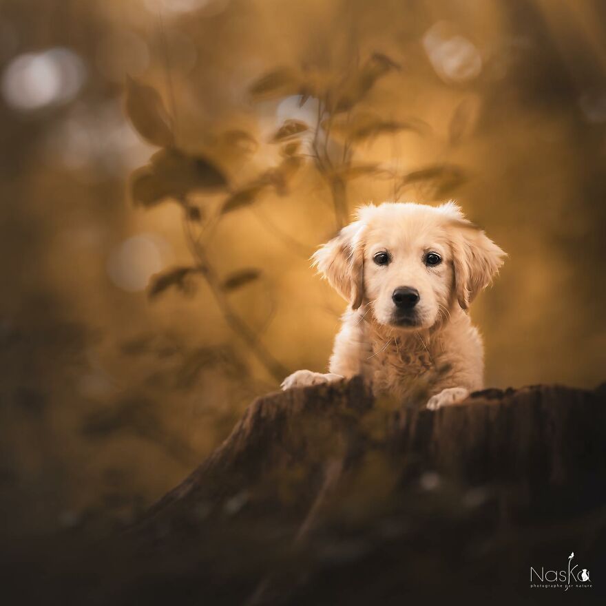 I Capture The Whimsical Side Of Dogs In My Photos (23 Pics)