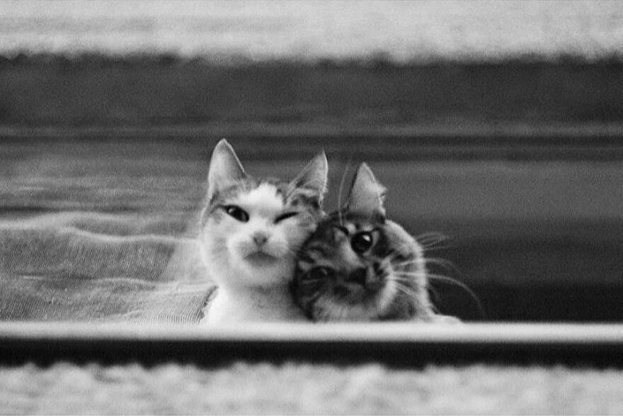 57 Stunning New Pics Of Animals Shared By Decisive Moments Magazine