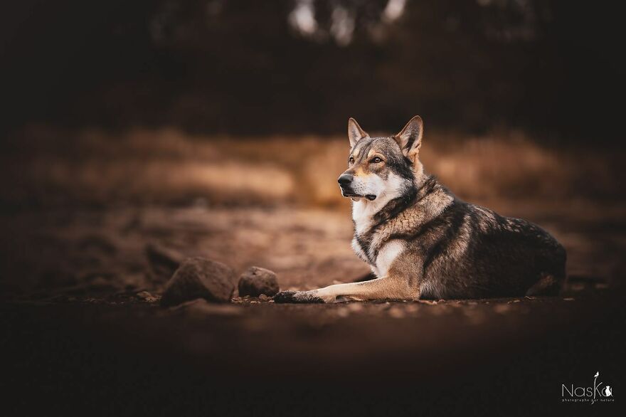 I Capture The Whimsical Side Of Dogs In My Photos (23 Pics)