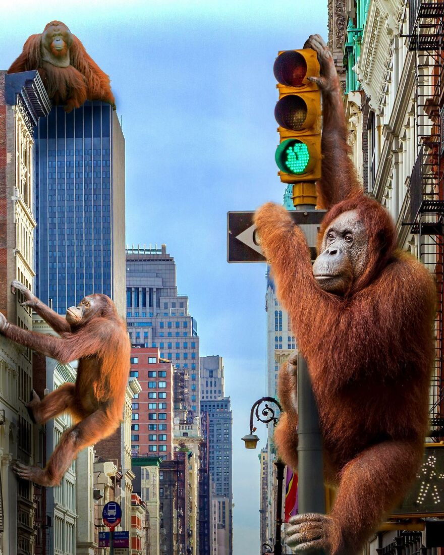 Giant Animals Invade Cities Through Two Digital Artists (16 Pics)