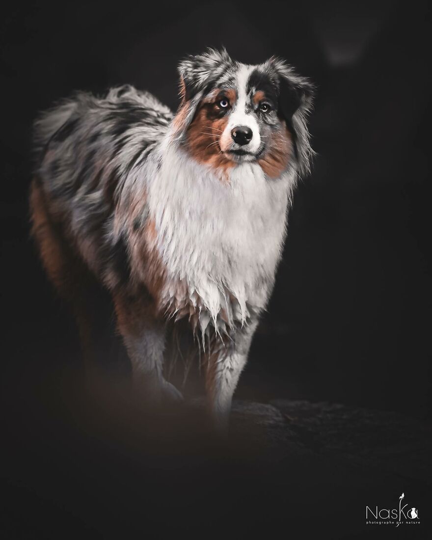 I Capture The Whimsical Side Of Dogs In My Photos (23 Pics)