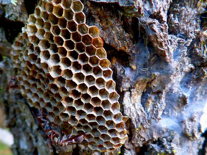Close-up of a wasp nest attached to tree bark, highlighting the terrifying things people experience in the great outdoors.