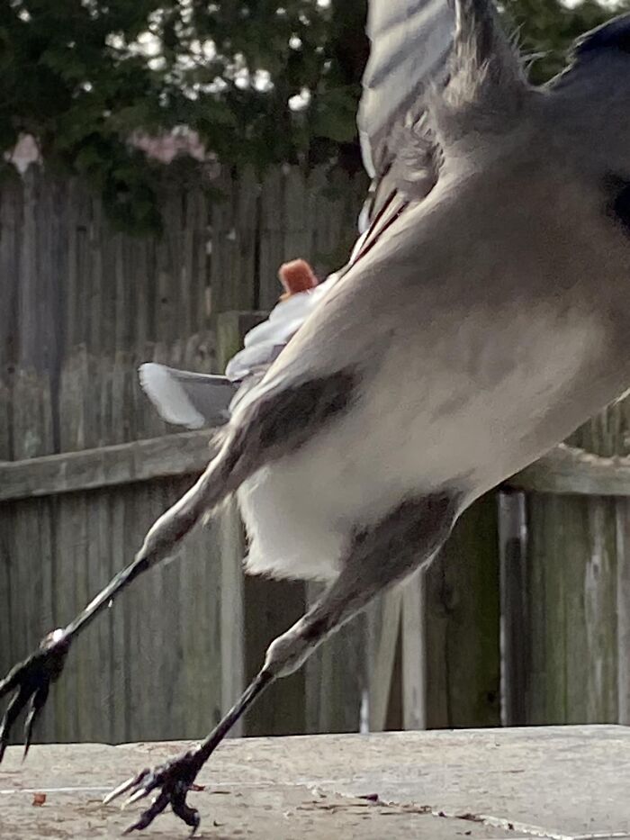 Behold The Majestic Bluejay