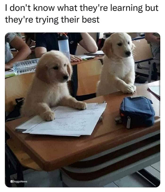 Funny-Wholesome-Pics-And-Memes