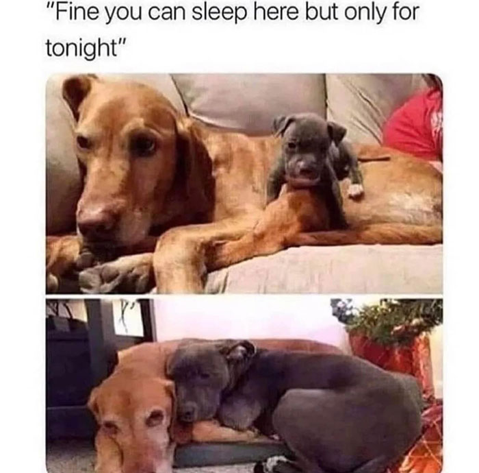 Funny-Wholesome-Pics-And-Memes