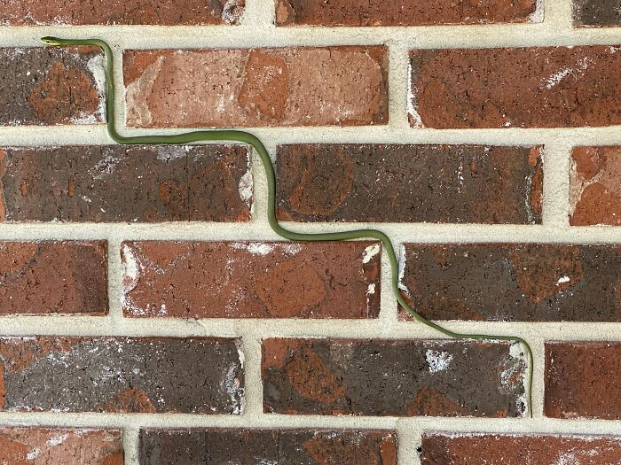 Green Snake Playing Tetris On Our Crawl Space
