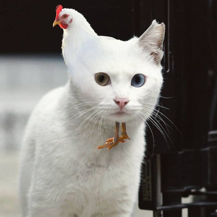 An Artist Creates Photo Collages With Cats And They're Weirdly Purrrfect (29 Pics)