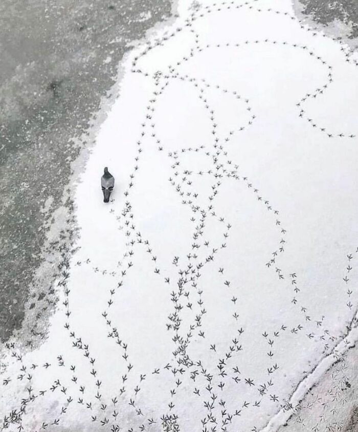 35 Selected Best Images Of Animals, As Shared By This Instagram Page