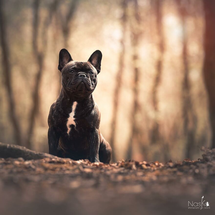 I Capture The Whimsical Side Of Dogs In My Photos (23 Pics)