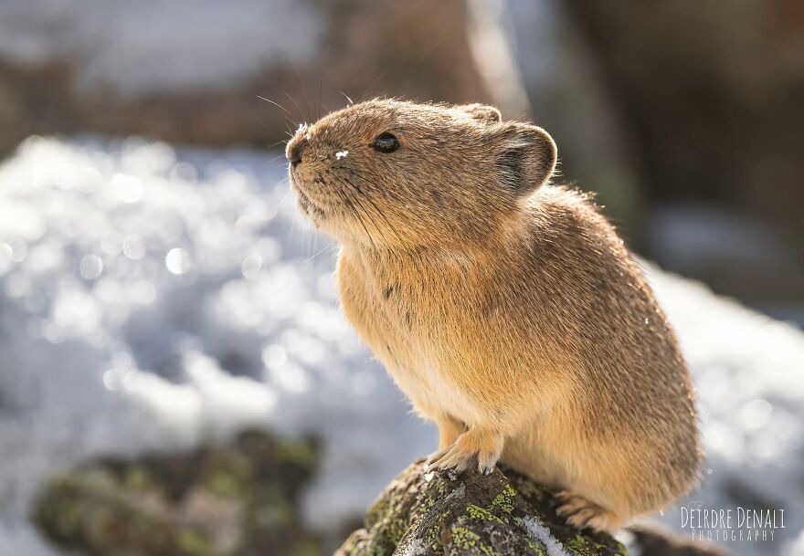 Snow, Sunshine And An American Pika Enjoying Both