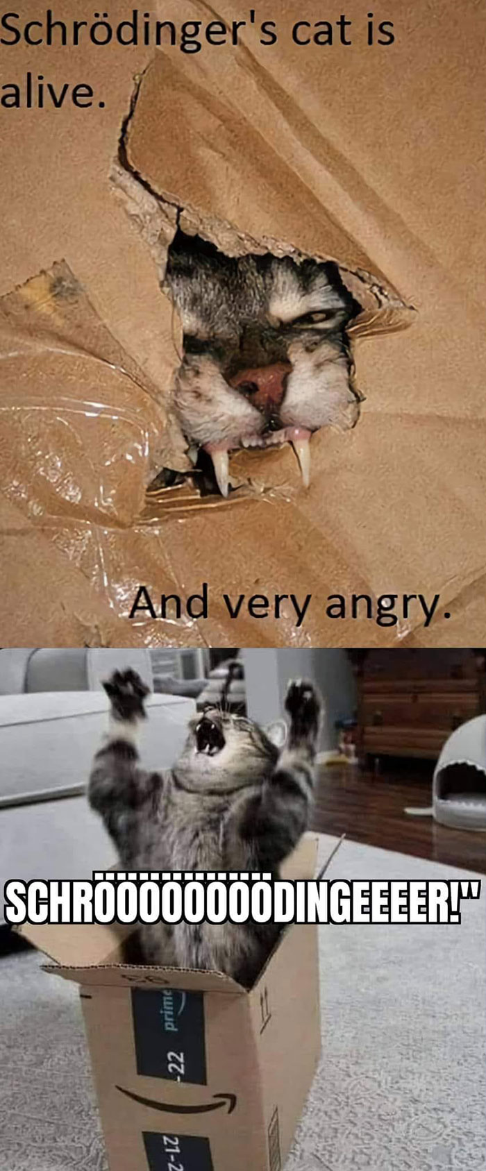Angry cat in a torn cardboard box and a cat in an Amazon box shouting Schrödinger in science memes.