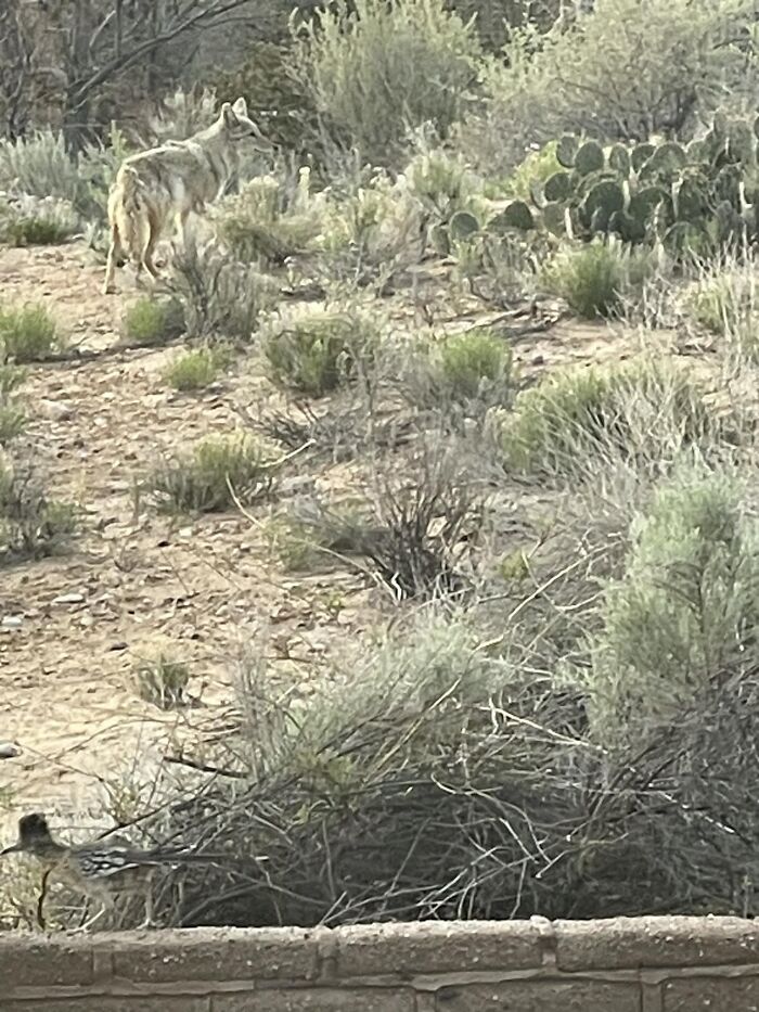 In My Yard At The Same Time!