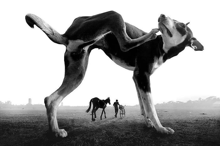 35 Selected Best Images Of Animals, As Shared By This Instagram Page