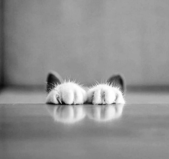 35 Selected Best Images Of Animals, As Shared By This Instagram Page