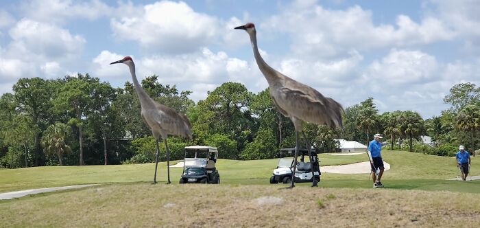 I Swear They Didn't Seem This Big On The Course