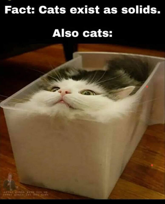 Cat humor meme with a cat squeezed into a plastic container, illustrating science memes about solids.