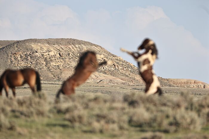 Please Enjoy This Exquisite Photo Of Bridger Butte. It Could Have Been Much Better But These Ridiculous Wild Stallions Fighting Got In The Way