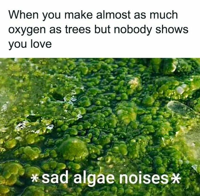 Close-up of green algae with a science meme about oxygen production and feeling unappreciated in science memes.
