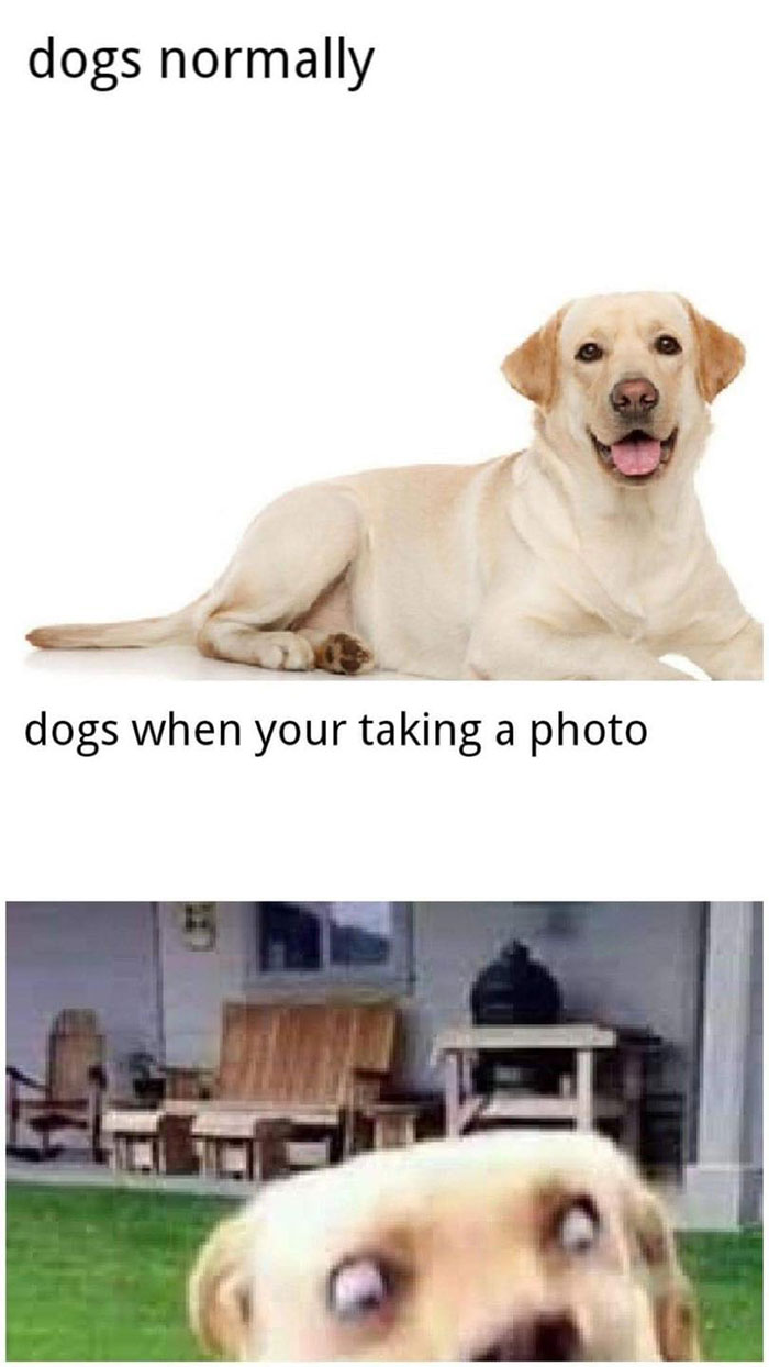 Funny-Wholesome-Pics-And-Memes