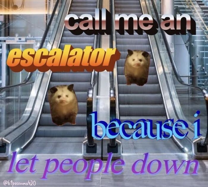 13 Possum Memes For My Mentally Dying Besties