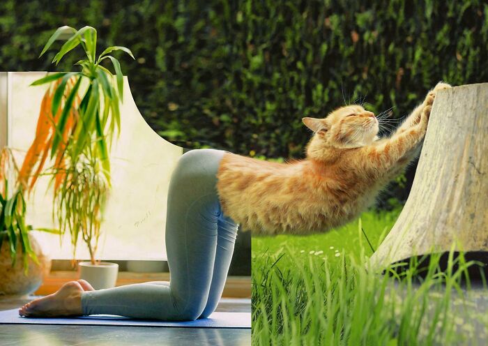 An Artist Creates Photo Collages With Cats And They're Weirdly Purrrfect (29 Pics)