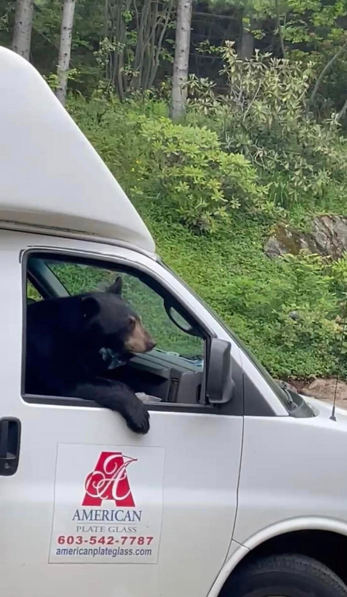&lsquo;New Employee&rsquo; Black Bear Leaves Staff Hungry After Helping Himself To Their Lunch