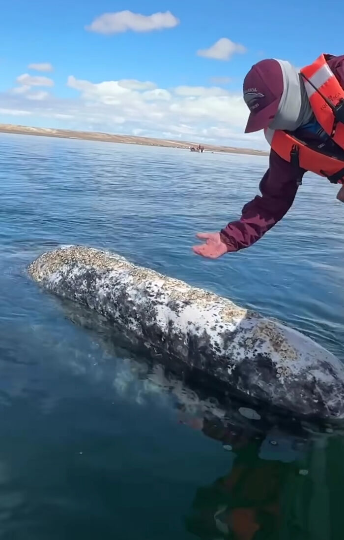 Incredible Moment As Whale Swims Up To Captain And Makes An Unusual Request Caught On Video