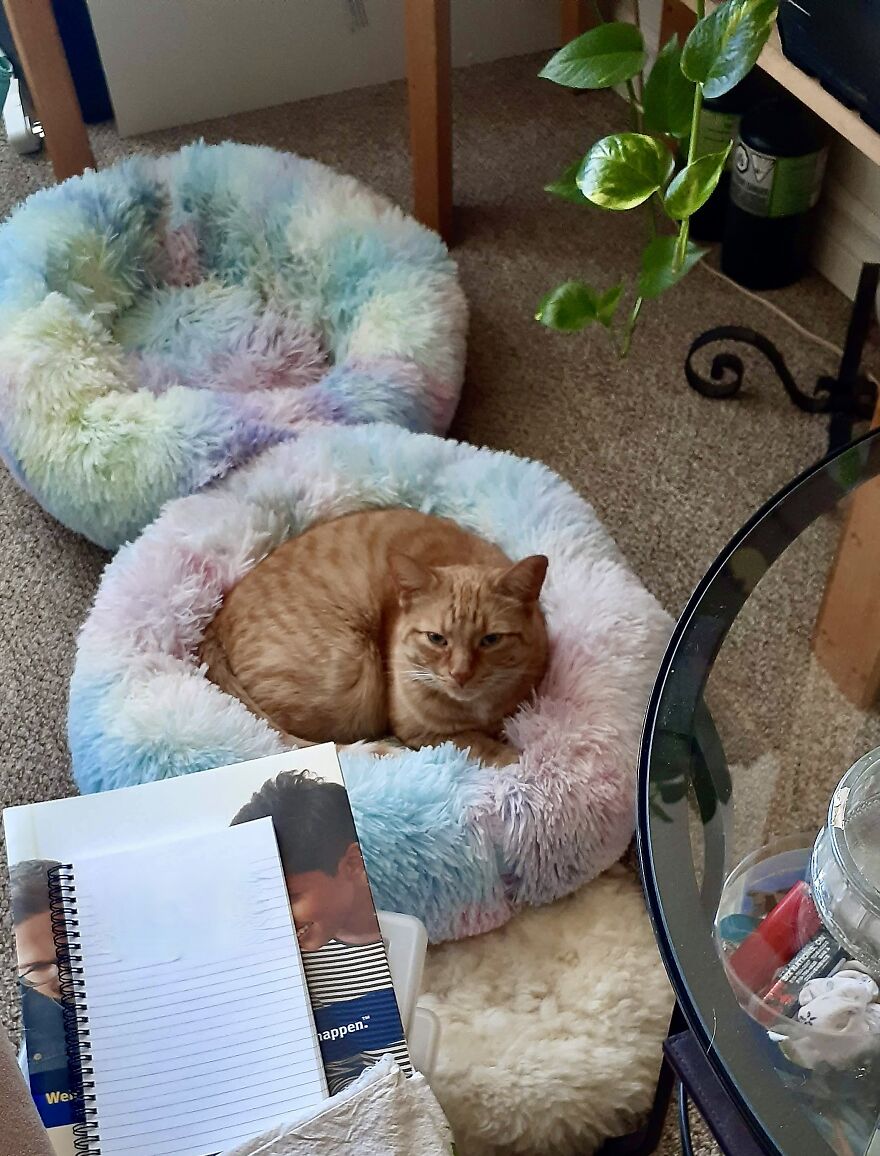 Simba And Lucky Our Beloved Cats