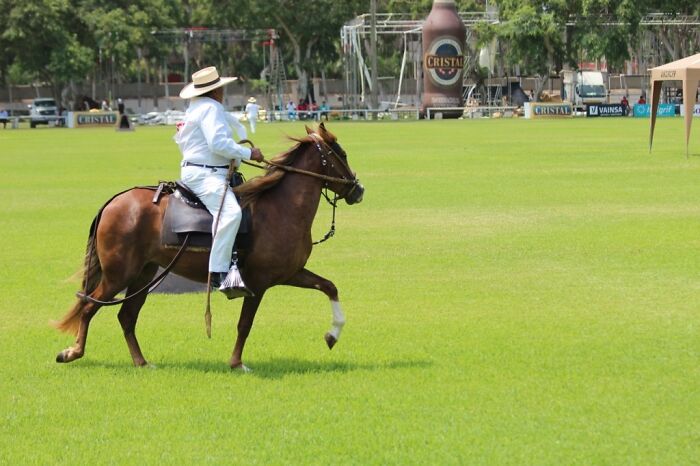 I Took Photos Of Caballo De Paso Peruano