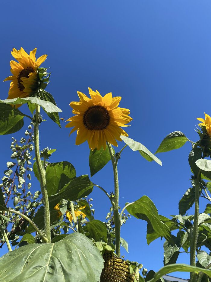 My Sunflowers! Easy To Grow And Take Care Of, Difficult When They’re 8 Ft. Tall Bending ‘Till They Touch The Ground