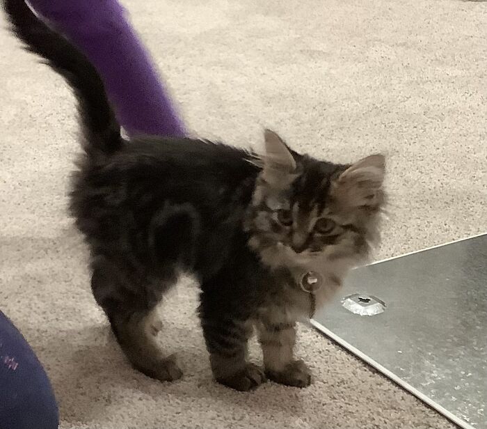 Artemis, Rescued From A Home That Couldn’t Take Care Of Her. Turning 1 Next Year!