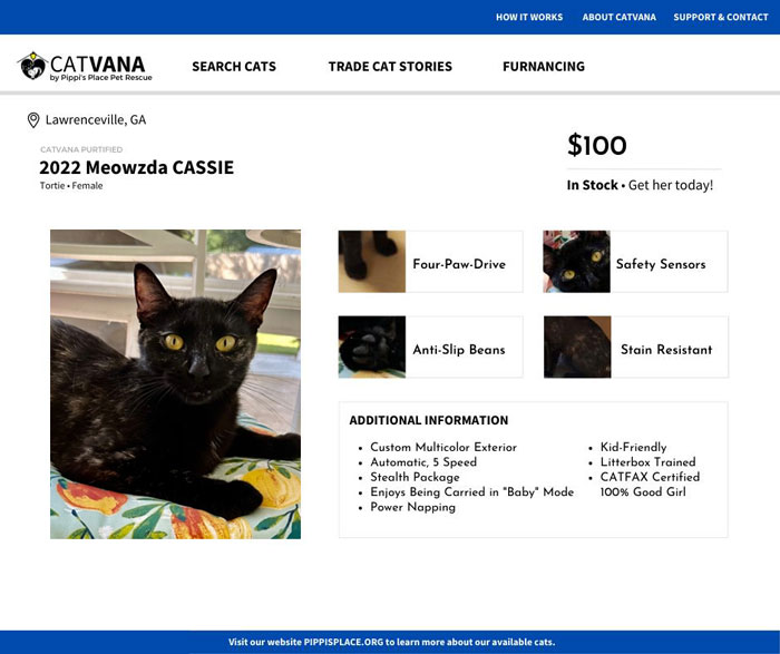 This Shelter Described Their Cats That Are Up For Adoption As Used Cars And The Result Is Purrrfect (10 Pics)