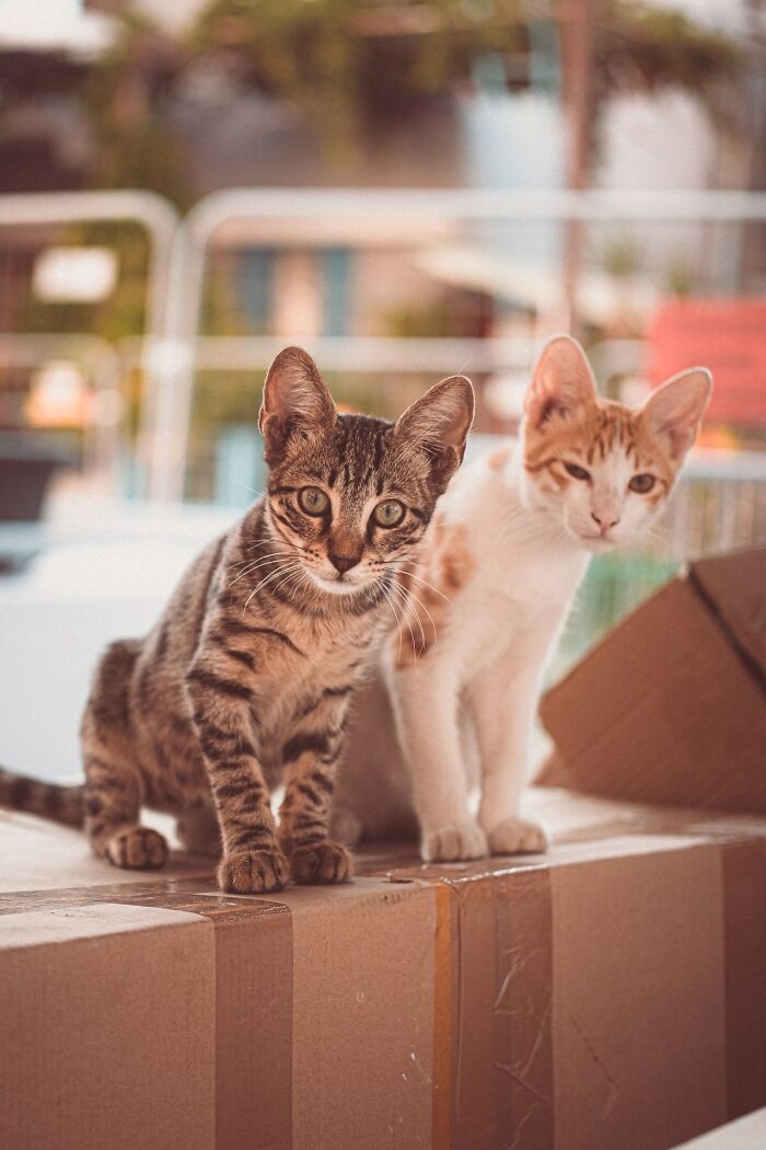 The Diversity Of Stray Cats Living On The Streets In Limassol, Cyprus That I Captured (22 Pics)