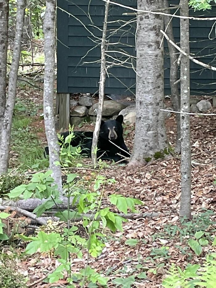 &lsquo;New Employee&rsquo; Black Bear Leaves Staff Hungry After Helping Himself To Their Lunch