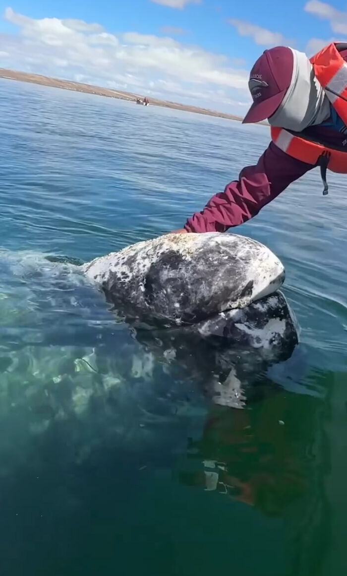 Incredible Moment As Whale Swims Up To Captain And Makes An Unusual Request Caught On Video