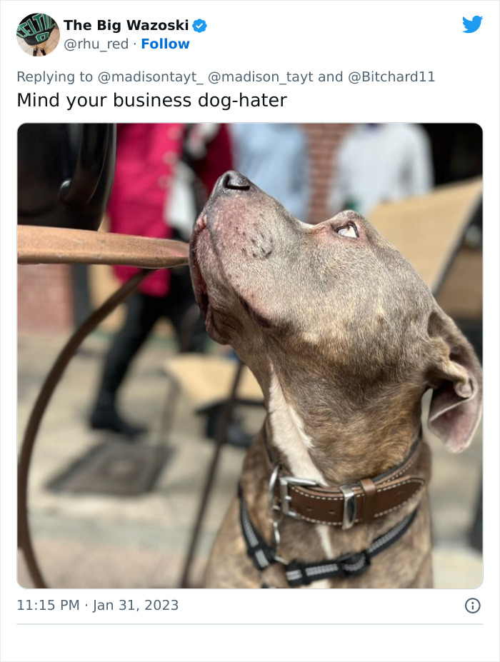 &ldquo;I&rsquo;m Sorry, But Unless It&rsquo;s A Trained Service Dog, Your Dog Simply Does Not Need To Come With You On All Your Errands&rdquo;: Woman&rsquo;s Thread About Dogs Goes Viral On Twitter