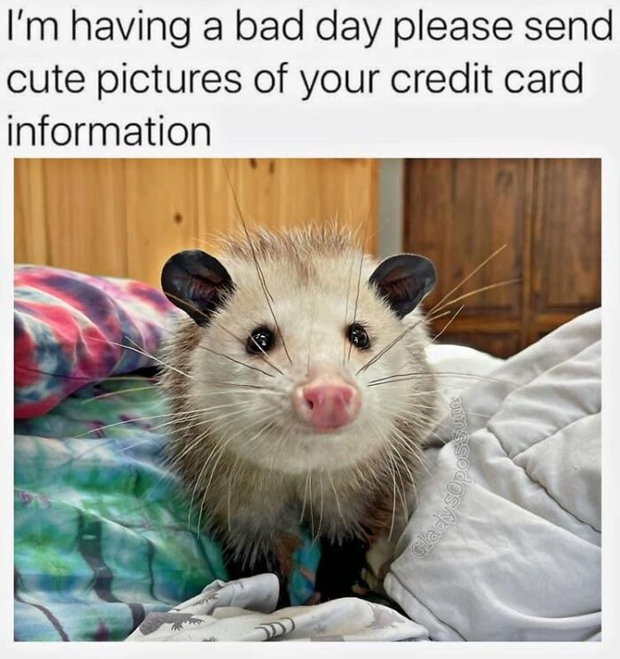 13 Possum Memes For My Mentally Dying Besties