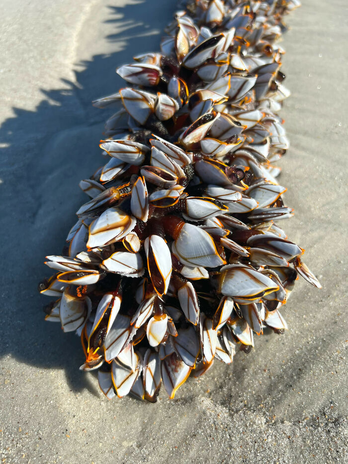 Gooseneck Barnacles ($500 Per Kilogram)