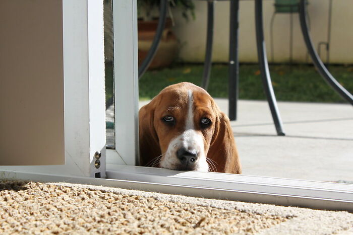 20 Divertidas historias de veterinarios sobre mascotas y sus dueños