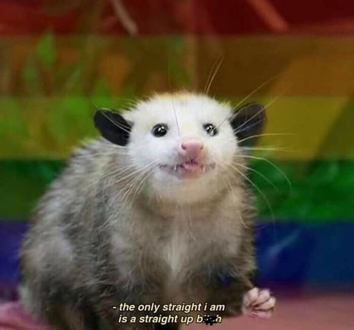 13 Possum Memes For My Mentally Dying Besties