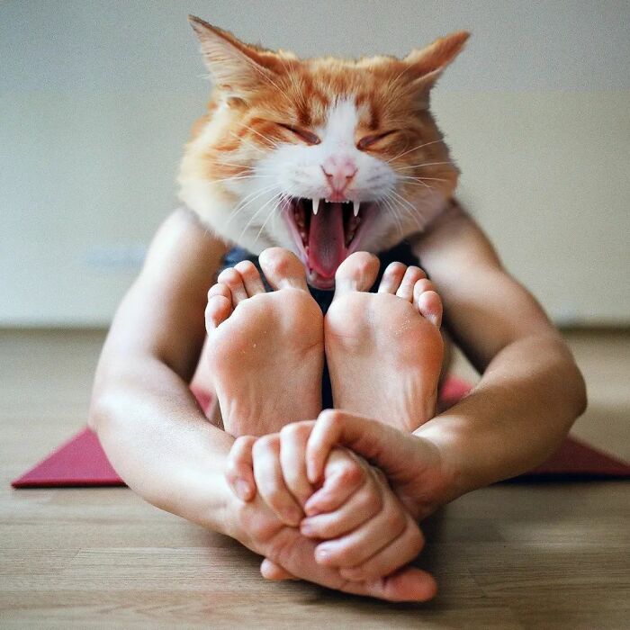 An Artist Creates Photo Collages With Cats And They're Weirdly Purrrfect (29 Pics)