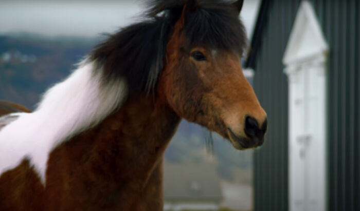 Icelandic horse standing outdoors in front of a building, with a serene expression.