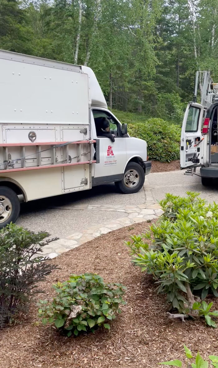 &lsquo;New Employee&rsquo; Black Bear Leaves Staff Hungry After Helping Himself To Their Lunch