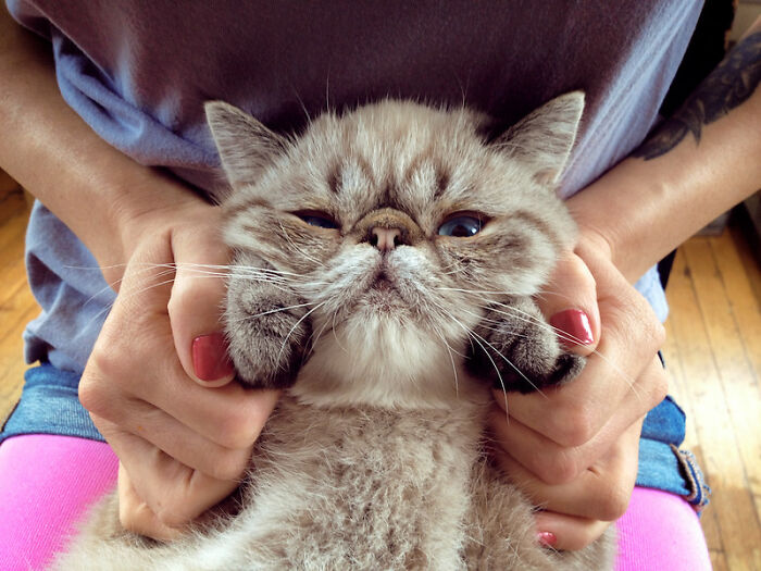 20 Divertidas historias de veterinarios sobre mascotas y sus dueños