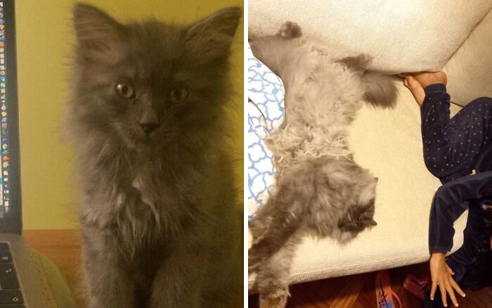 Rescued & Terrified At 2 Months... 3 Years Later