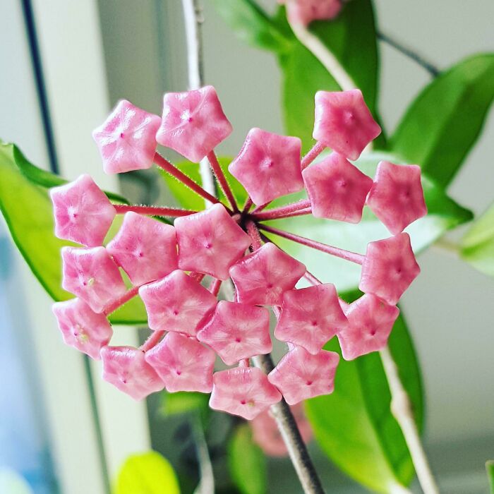 Mi hoya justo antes de florecer parece un dulce