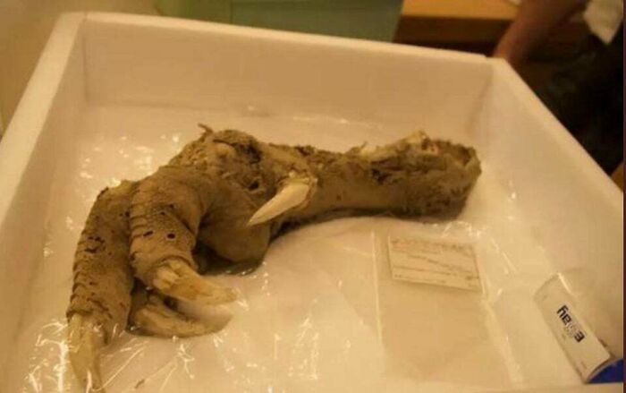 Arqueólogos descubren las garras de un moa, un ave extinta hace entre 700 y 800 años
