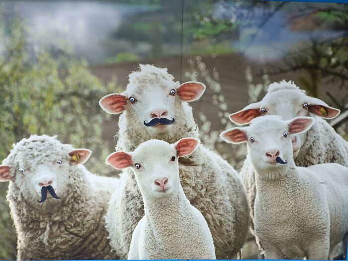 A Meal Of Sheep On The Wall