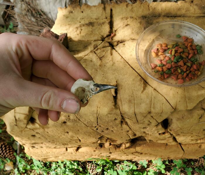 Hace un mes me hice amigo de un cuervo. Hoy me trajo el cráneo de otro cuervo